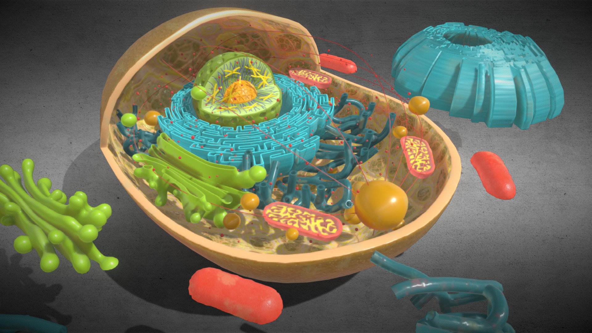 3D Animal Cell Structure

Features:




No errors or missing files

High-quality polygonal model

No N-GONS Faces

This model is created in polygon quad &amp; tri with good edge flow, So you can edit and change it according to your requirements.

HDR Light Map is included if necessary .

PBR textures are included.

The scene is well arranged (proper layer and group)

Objects, materials, and textures are named.

Up to 4K Textures






Polys: 183927

Verts: 188242

Polygon: Quad and Tri 

Textures:
* Animalcell_Mtl -------------- 4096x4096--------PNG--------8




AO

Diffuse

Base

Normal

Specular

Reflection

Metallic

Glossines

Roughness



Formats:




3Ds Max 2014 _V-Ray

3Ds Max 2012 _V-Ray

3Ds Max 2012 _Scanline

Maya 2016_V-Ray

Maya 2016_Default

Cinema 4D R15 _V-Ray

Cinema 4D R15 _Standard

FBX

OBJ

3Ds
 - 3D Animal Cell Structure - Buy Royalty Free 3D model by 3D4SCI 3d model
