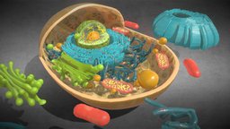 3D Animal Cell Structure anatomy, micro, vray, cell, obj, vr, ar, protein, membrane, cells, fbx, max, science, plasma, ribosome, physiology, microtubules, mitochondria, microscopic, synthesis, nucleus, cytoplasm, maya, 3d, pbr, model, structure, animal, 3ds, medical, human, c4d, noai