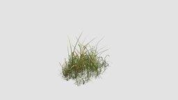 simple grass plant, grass, key, 039, am124, simple