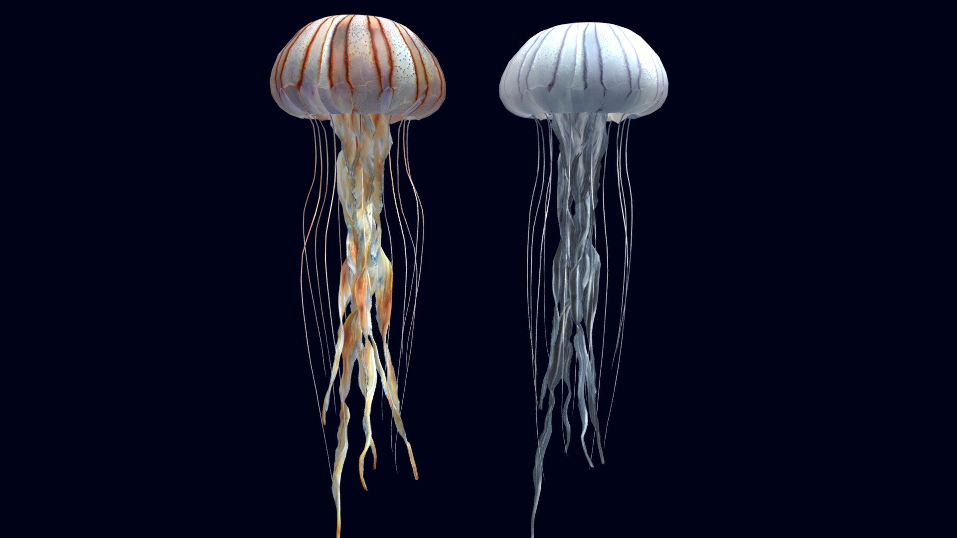 Before purchasing this model, you can free download Emperor Angelfish and try to import it. 



The Compass Jellyfish  (Chrysaora hysoscella)

This asset has 2 same models with 2 different albedo textures 4K + Metallic and Normal map

Also, the difference between these models is that the animation of the second jellyfish is offseted by several frames

The Jellyfish includes one animation loop (1-100).



Technical details:

The Jellyfishl has 11 pieces: Bell, Stomach, Oral Arms 1-8, Tentacles

Number of textures: 4

Texture dimensions: 4096 x 4096 px

Polygon count of Jellyfish Pulmo: Tris 10916

Animation count: 1

UV mapping: Yes - Compass Jellyfish - Buy Royalty Free 3D model by CGSoul 3d model
