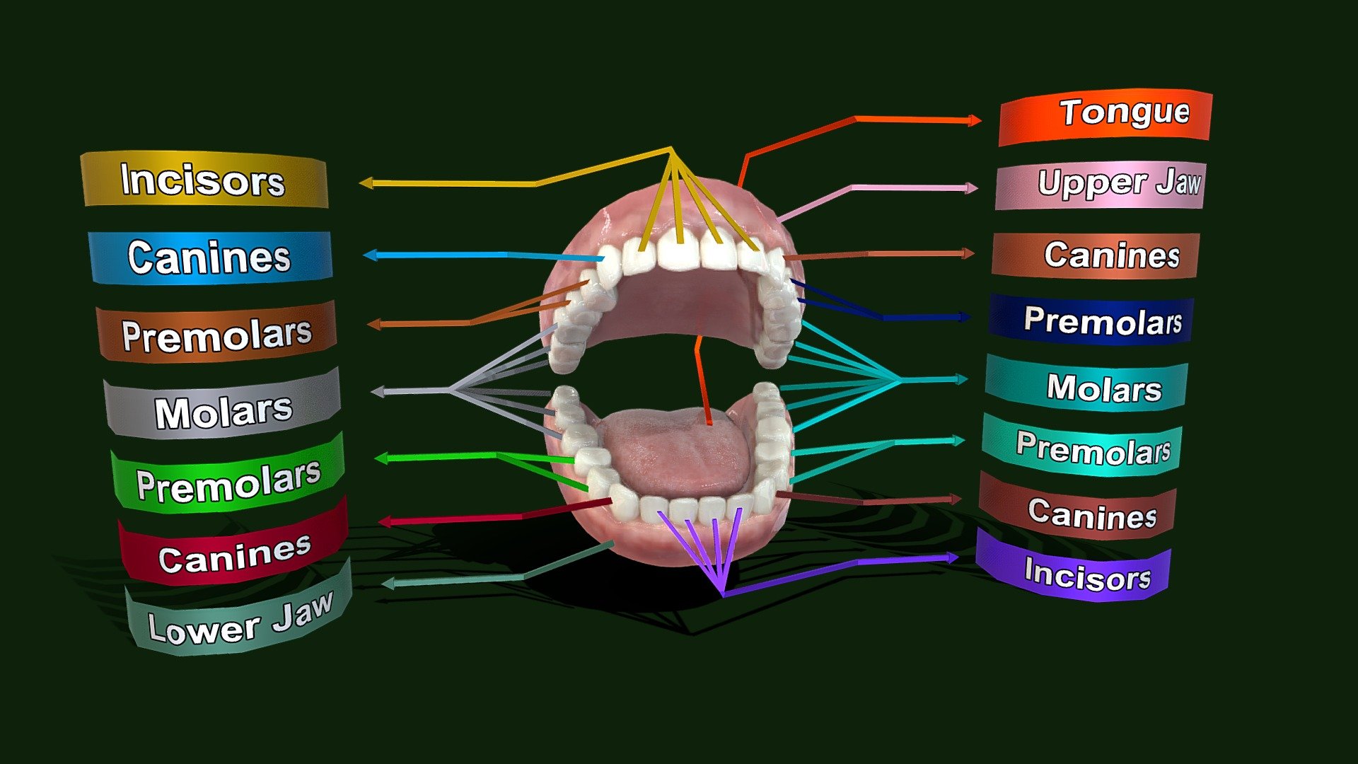 Teeth anatomy - Human teeth structure
Realistic human teeth for Education purpose. Teeth anatomy with labels. 
This is low poly model for Games, apps, AR, VR, MR and XR, ready to use in game.
Textures: 2048x2048 - Teeth anatomy - Human teeth structure - Buy Royalty Free 3D model by srikanthsamba 3d model