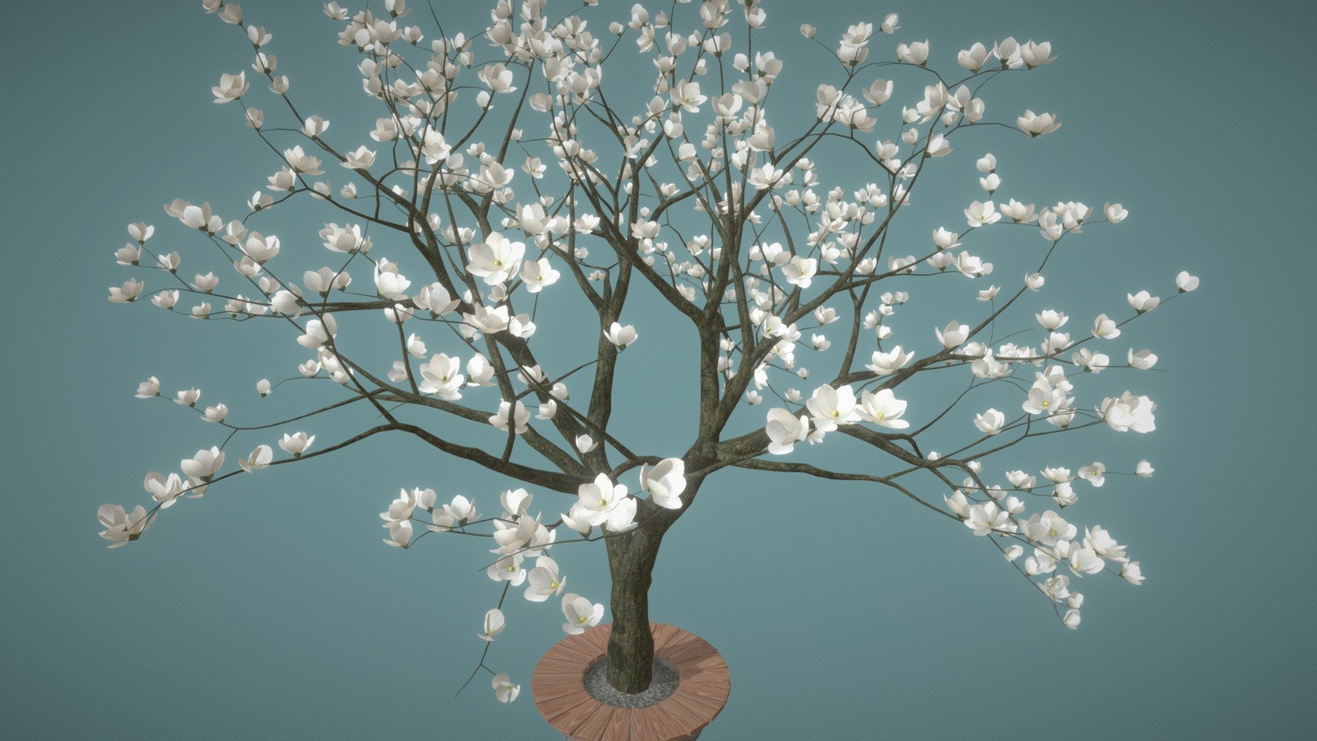 Detailed model of a flowering tree - white magnolia.
Luxury white magnolia fits perfectly into the urban landscape, park or garden. Flowering tree will be a bright and original decoration for any spring holiday. And add blossoming atmosphere to your project, game or metaverse-world)

If you want more flowering trees - look at my models ^.^


Model info



consists of 55k faces / 96k triangles

uses detailed textures 1024*1024px

scaled in real world dimensions

ready to use in blend and fbx format

Model built with Blender. Origin Blender file attached.

If you have questions about asset - mail me tochechkavhoda@gmail.com - Magnolia White - Buy Royalty Free 3D model by tochechka 3d model
