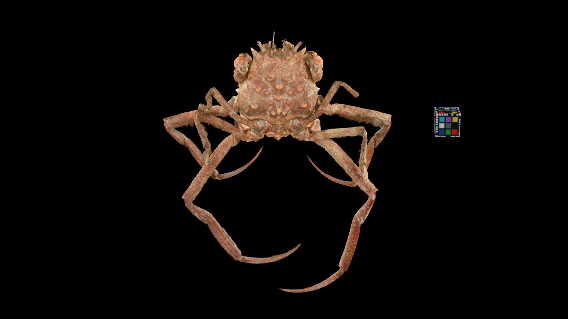 Nagasaki, Japan. 長崎産.
Detail: https://ffish.asia/s/55584
 - キメンガニ ♂ Demon-faced Crab, Dorippe sinica - Download Free 3D model by ffish.asia / floraZia.com (@ffishAsia-and-floraZia) 3d model