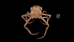 キメンガニ ♂ Demon-faced Crab, Dorippe sinica crab, crustacean, sinica, ffishasia, dorippe, demon-faced