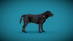 DOG A anatomy, archviz, dog, exterior, animals, photorealistic, dogs, labrador, low-poly-model, 3dprint, photogrammetry, 3dscan, animal, interior