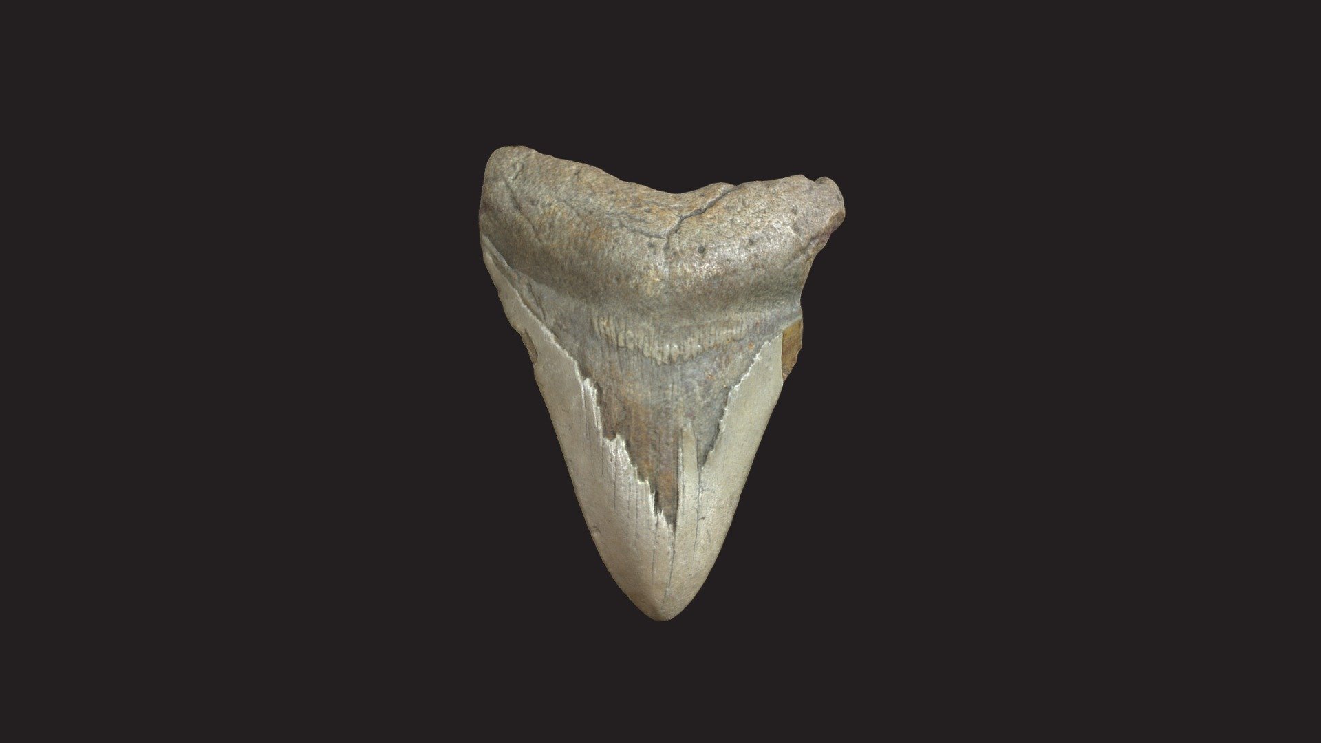 CMNH 10050, Otodus megalodon (Agassiz, 1843)

Age: Eocene  Rock unit: Phosphate beds

Locality: Charleston Co., South Carolina

Collector: J. E. Hyde

Scanner: Artec Spider

Image by Kevin Dang, CMNH - CMNH 10050, Megalodon tooth - 3D model by Cleveland Museum of Natural History (@CMNH) 3d model