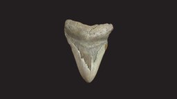 CMNH 10050, Megalodon tooth tooth, museum, fossil, paleontology, specimen, eocene, megalodon, vertebrate, otodus-megalodon