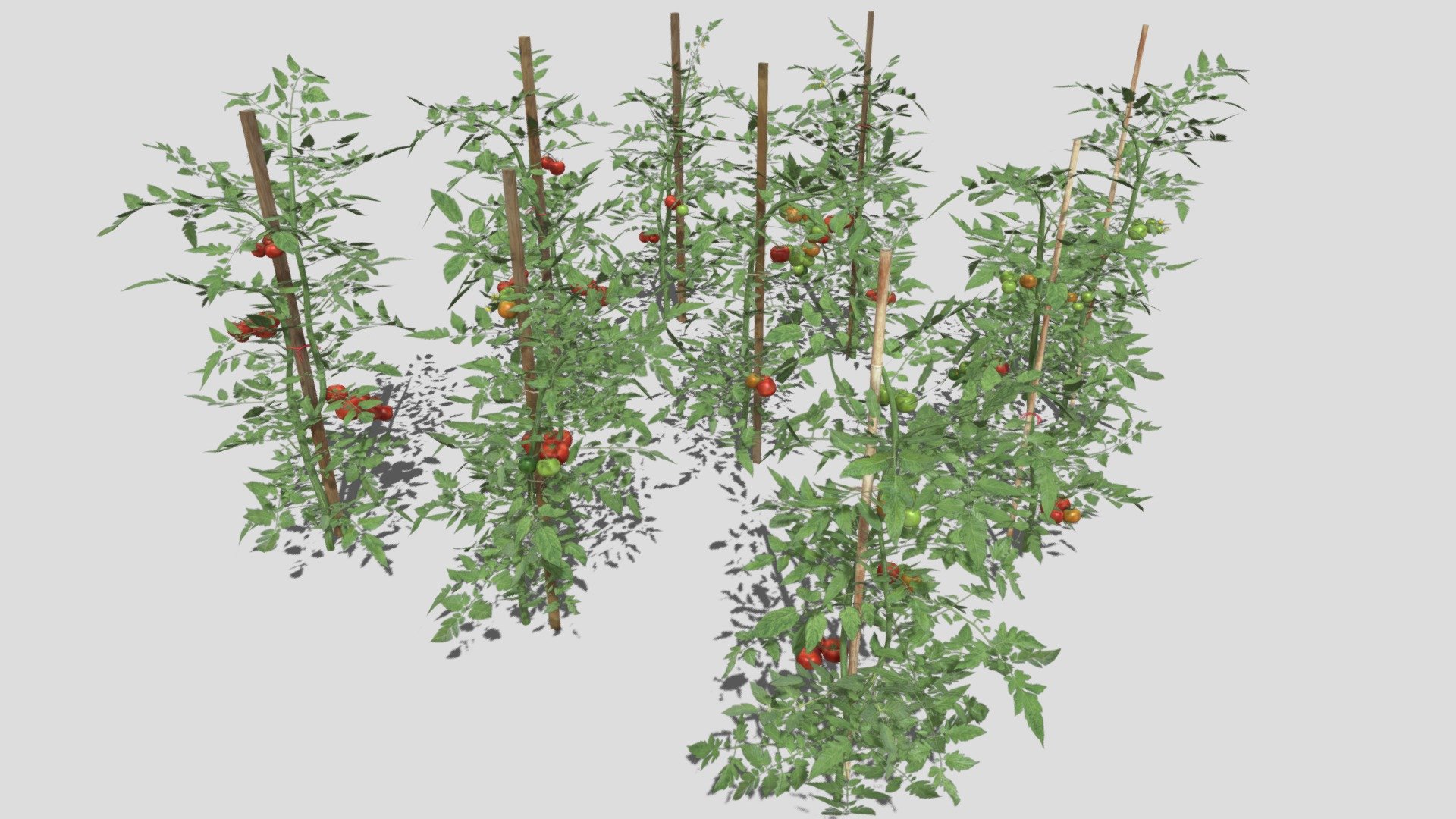 Nine tomato plants - Tomato Plantation - 3D model by Buncic 3d model