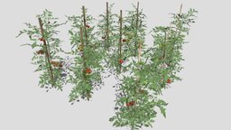 Tomato Plantation tree, plant, food, fruit, market, farm, bush, tomato, vegetable, plantation, farmers