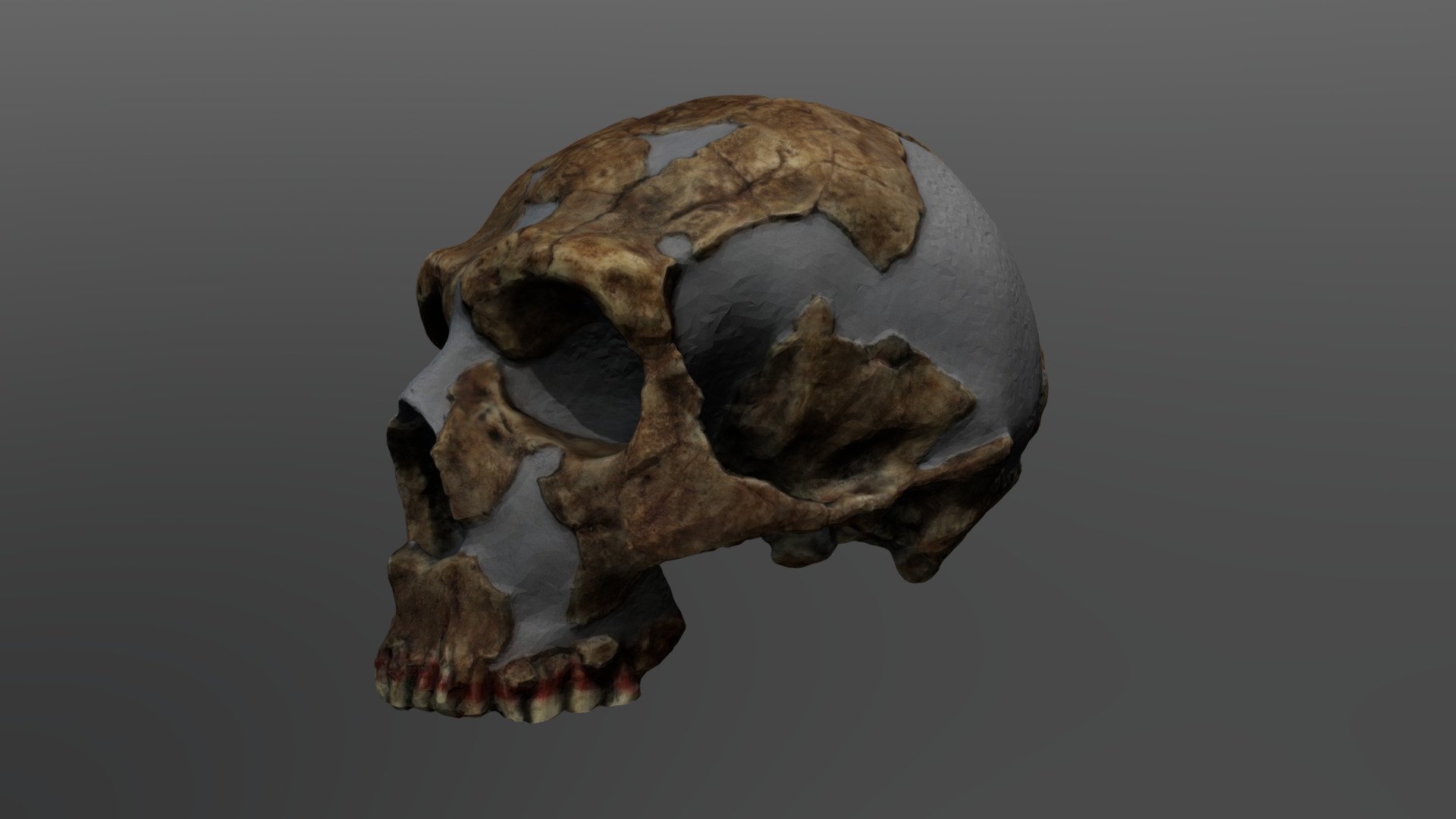 Homo neanderthalensis Cranium (Shanidar-1) - Homo neanderthalensis Cranium (Shanidar-1) - 3D model by UCFanthropology 3d model