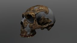 Homo neanderthalensis Cranium (Shanidar-1) 
