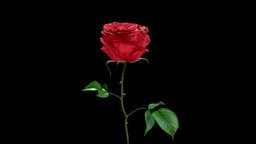 piano rose flower, rose, 3dsmax, blender, free