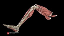 Knee virtual, school, anatomy, library, university, bone, muscles, learning, sports, indiana, drawer, education, science, medicine, health, exam, anterior, iu, iupui, ligament, injury, ligaments, acl, cruciate, 3d, female, test, animation, medical, human, bones, msk
