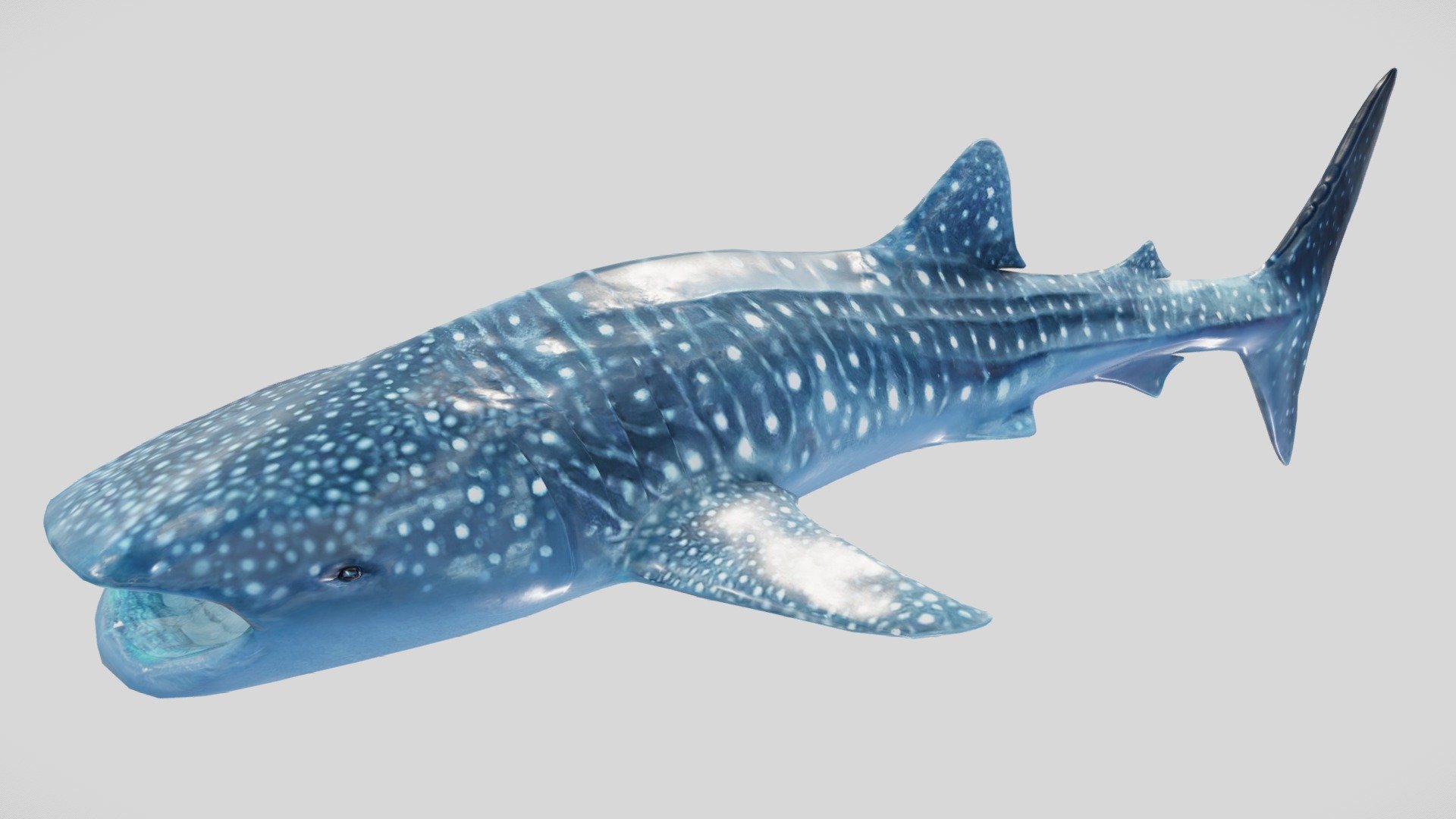 This Whaleshark comes animated, with a 4096x2048 diffuse and Normal Map.
It also comes with an Unreal Engine project, complete with an animated spline system 3d model