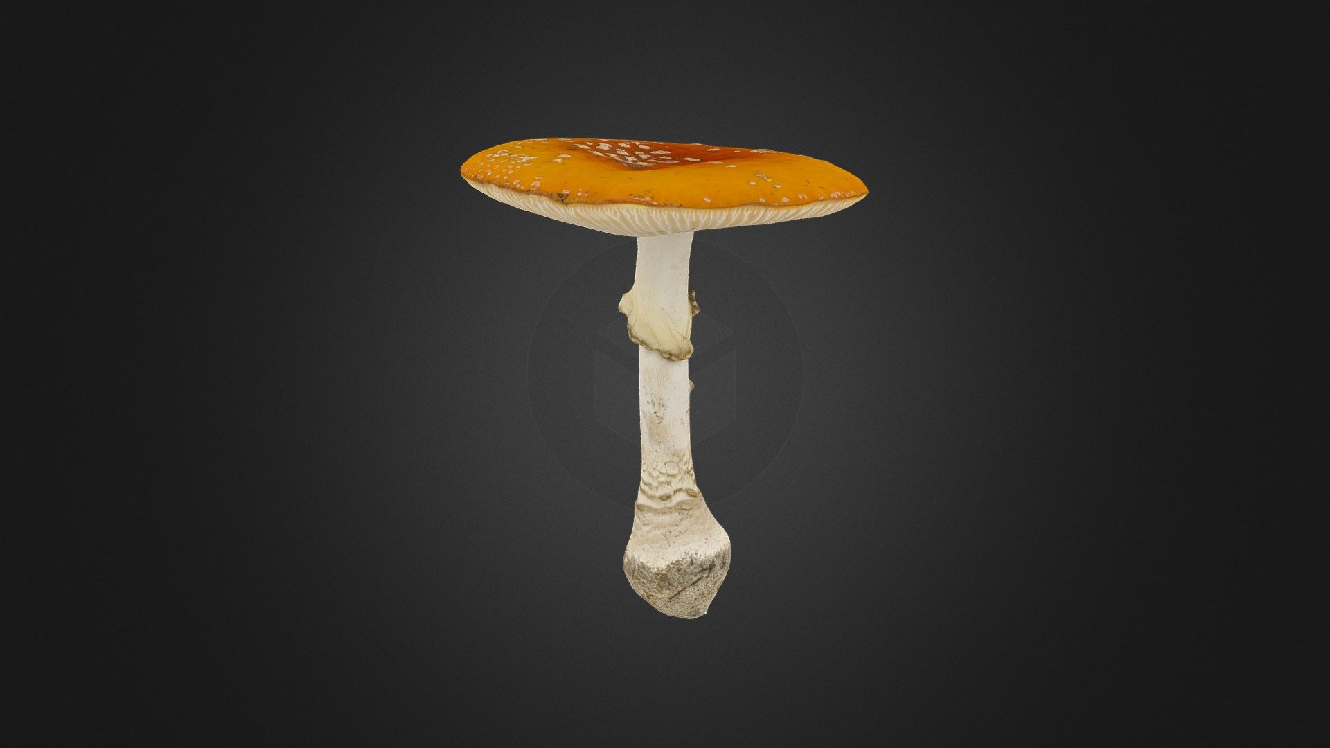 Amanita muscaria mushroom - Download Free 3D model by JevinJones (@JevinJ) 3d model
