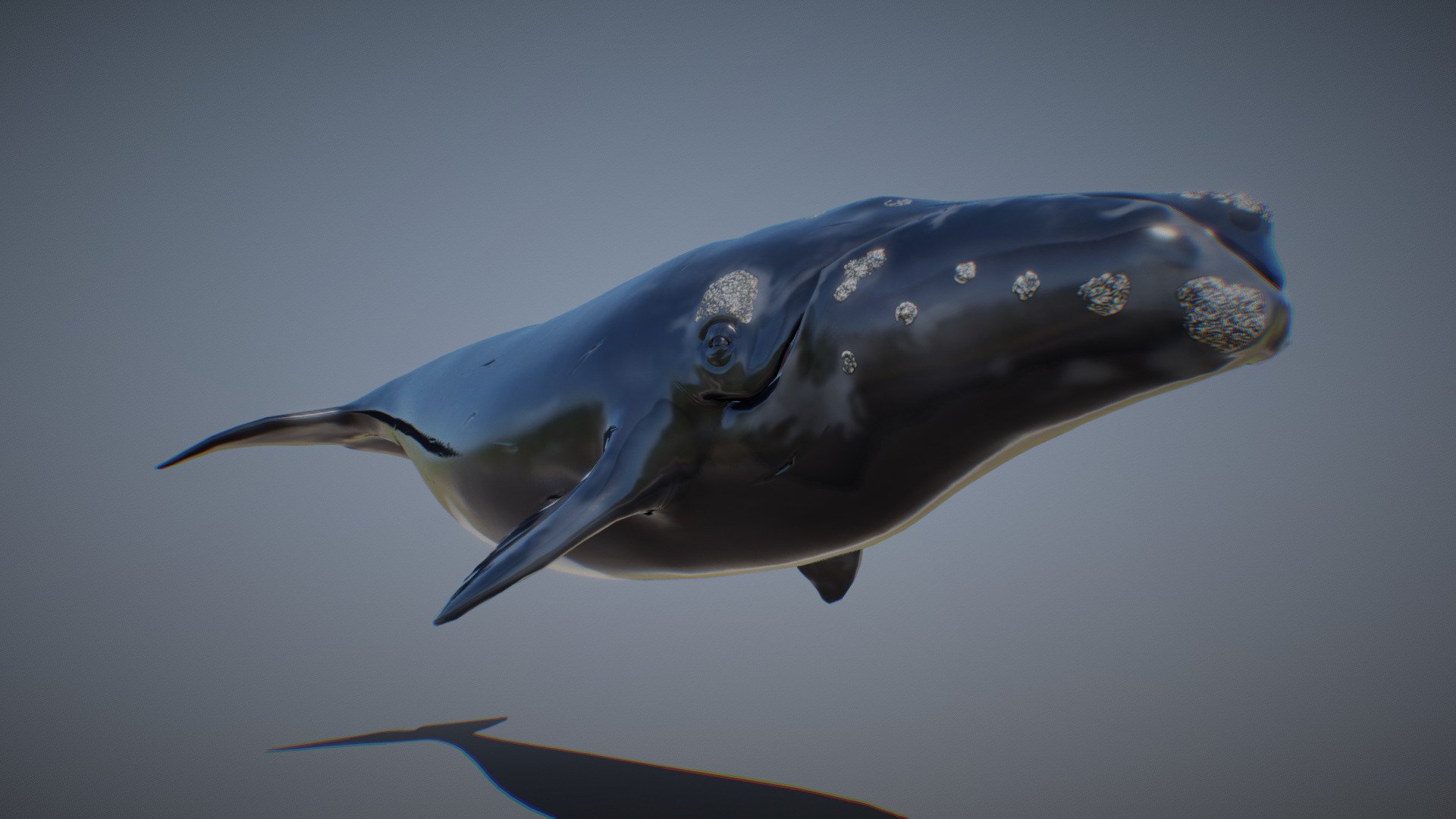 RIGH WHALE ANIMATIONS - Buy Royalty Free 3D model by PROTOFACTOR, INC. (@protofactor) 3d model