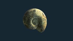 Cravenoceras miseri fossil, cephalopod, invertebrate-mississippian, agisoft, photoscan