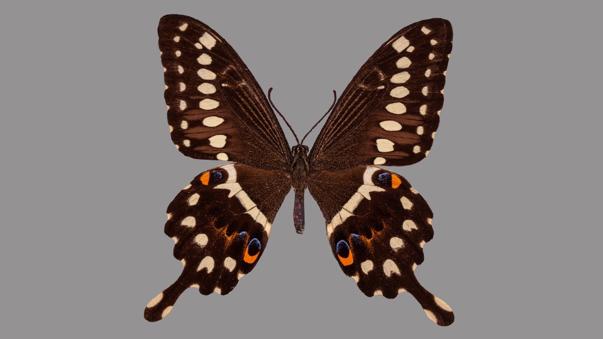 Papilio lormieri - 3D model by VirNat 3d model