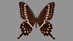 Papilio lormieri metashape, agisoft