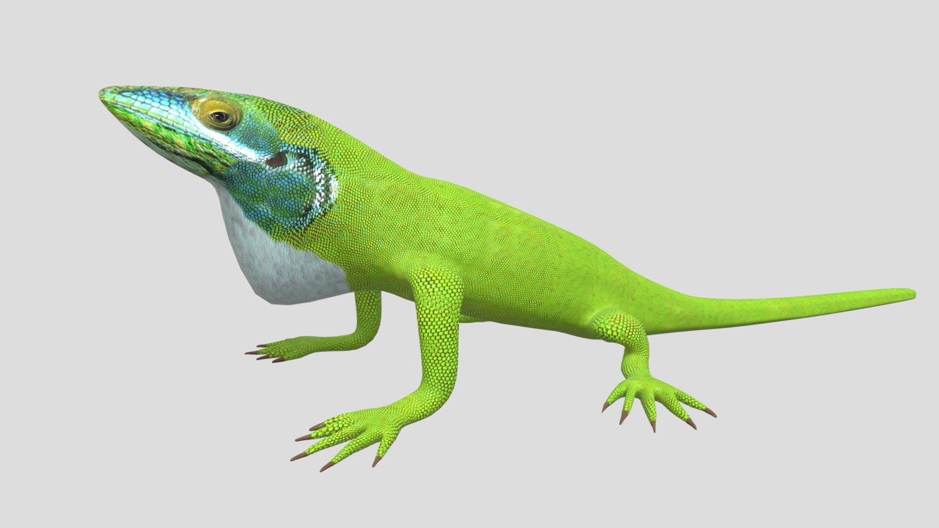 3d model of Anole lizard.
Textures:Color ,Normal and Roughness  maps 4096x4096 pxls JPEG 3d model
