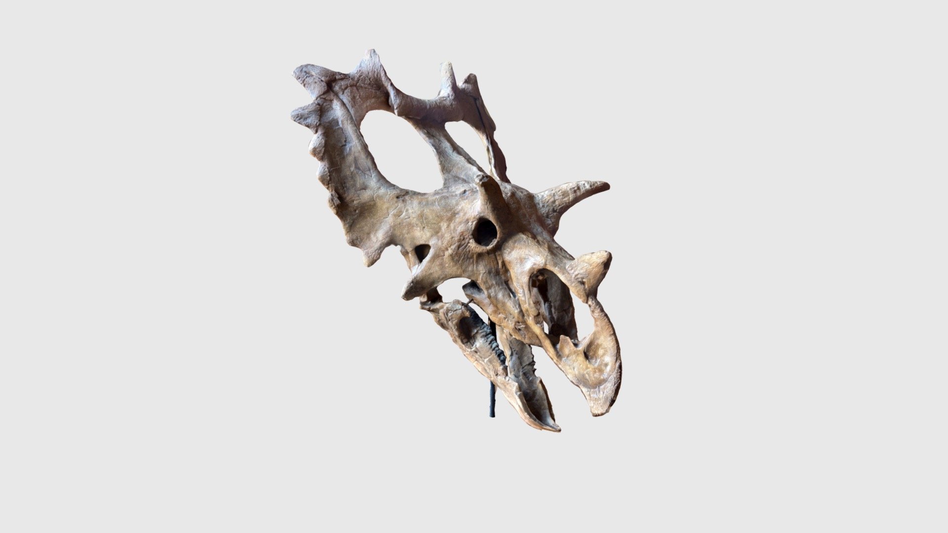 Fossil of a Spiclypeus skull.




Spiclypeus was placed in the Chasmosaurinae by Mallon et al. (2016). It was part of the Chasmosaurus instead of the Triceratops branch, as a sister species of a clade formed by Kosmoceratops and Vagaceratops (wiki)

Naturhistorisches Museum Wien

📍 Volkstheater, Vienna, Vienna, Austria - Spiclypeus fossil - Download Free 3D model by mikesira 3d model