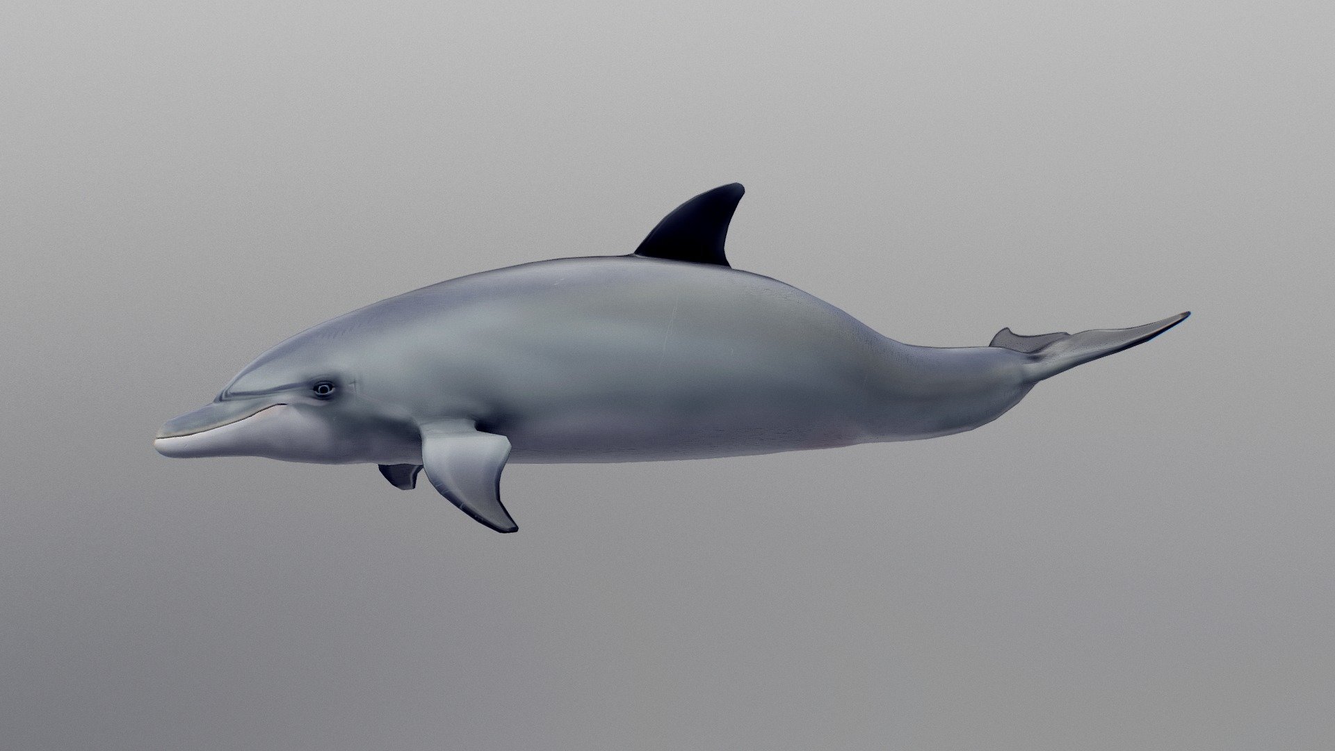 Unclothed model of the sci-fi dolphin I am doing for an Unreal Engine diorama in my portfolio 3d model