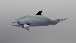 Bottlenosed Dolphin dolphin-animal-ocean-creatures-dolphin-cetacean