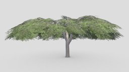Acacia Tree-S16 tree, acacia, 3d-acacia, lowpoly-acacia