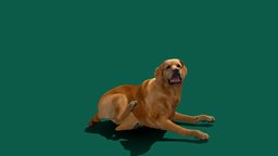 Golden Retriever Dog pet, animals, retriever, golden, animations, golden-retriever, nyilonelycompany, noai