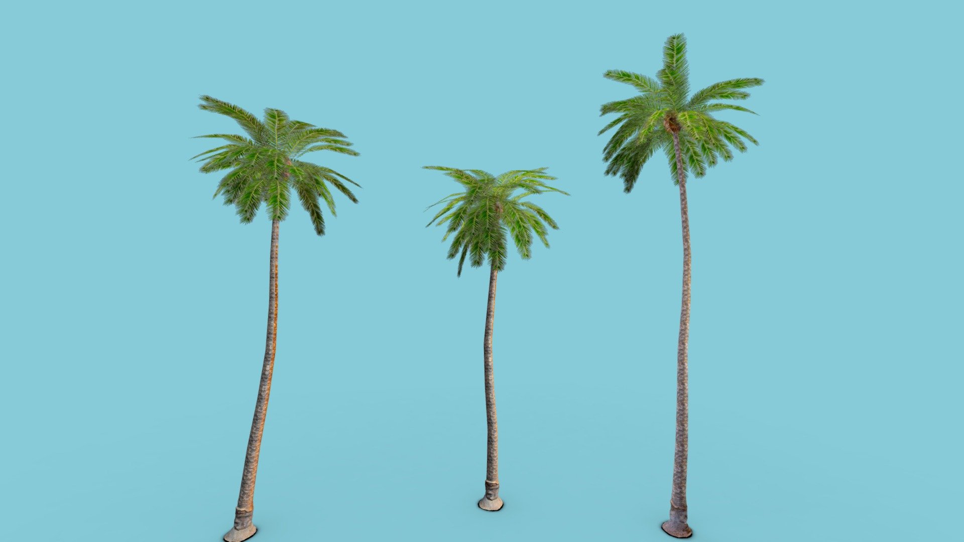 IF YOU DOWNLOAD PLEASE LIKE!
Base Scanned in Polycam and tree built in blender, 4k base color and normal, 2k leaf and 2k trunk texture - Palm Tree Pack LOWPOLY - Download Free 3D model by EFX (@evan4129) 3d model