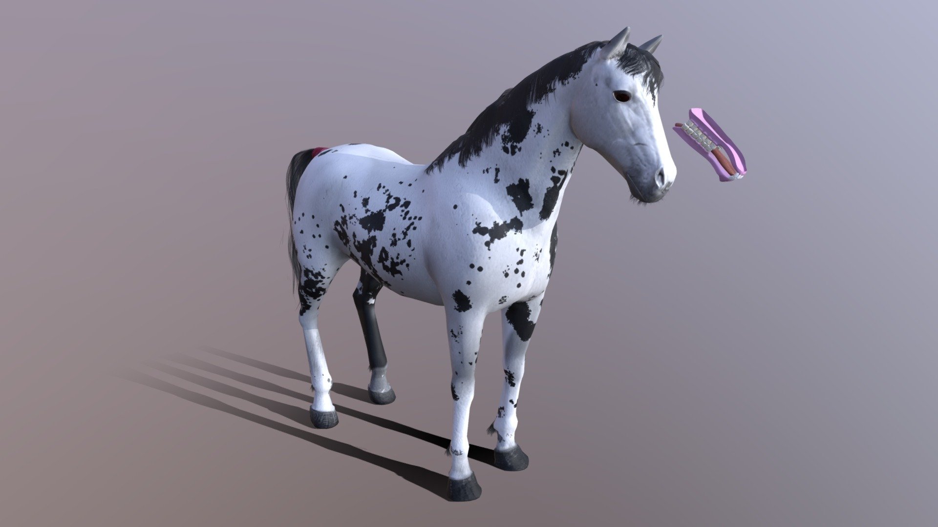 3d model of Black Apaloosa horse with denture and tongue 3d model
