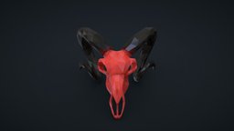Skull of Goat 3D 💀 goat, 3d, lowpoly, skull