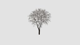 elm tree tree, plant, winter, key, elm, snow, am100, 047