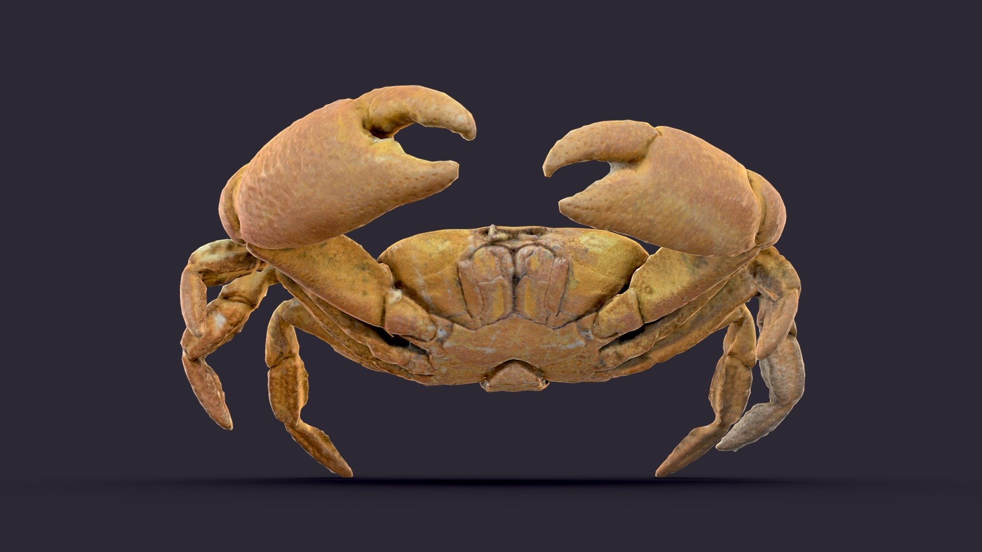 Based on Segozancia sp. male crab (Crab C) by TheRLab is licensed under Creative Commons Attribution.

For this test, I was interested to see how rapidcompact.com dealt with multiple inefficient UV maps (this is not a negative comment on the original model, some 3D scanning software/hardware does not output very optimised results)

Original model UV (one of ten similar maps): 


&hellip;optimised UV + single texture output from rapidcompact.com
 - Segozancia Sp Male Crab - RapidCompact - Download Free 3D model by Thomas Flynn (@nebulousflynn) 3d model