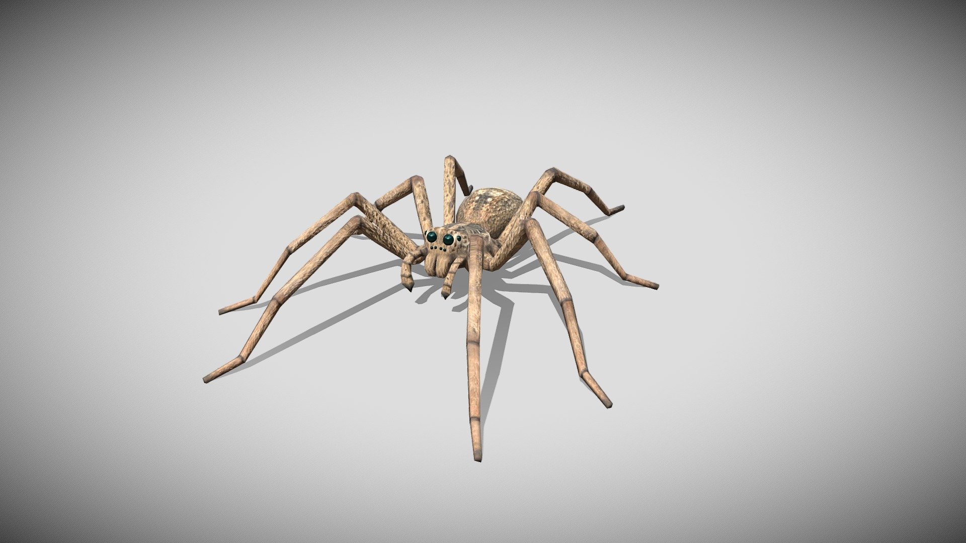 This is a 3d Wolf Spider with PBR textures and 17 different animations, with most of the animations you might need in a game. Efficiently made with only 2794 triangles 3d model