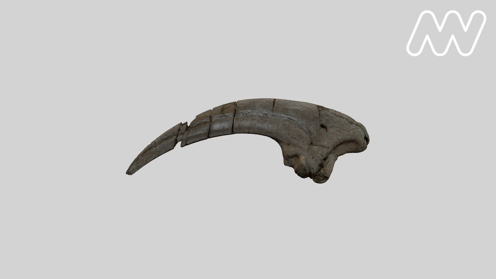 This is the fossilised claw of a carnivorous (meat-eating) dinosaur. It was found at Cape Otway, Victoria in 2014 by John Wilkins during fieldwork by a Museum Victoria-led team of researchers and volunteers.

This claw is very similar to the claw of Australovenator wintonensis, a theropod dinosaur found in Queensland and described in 2009. We think that this claw specimen is from a dinosaur closely related to Australovenator, if not from the same species. Both Victorian and Queensland dinosaurs would have been alive about 100 million years ago during the Cretaceous period.

The Museum Victoria claw is obviously from a carnivore, being rather sharp. In life it would have been even longer and sharper as the bone would have been covered by a horny sheath. This would have been attached at the groove running down the side of the claw 3d model