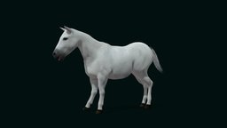 Mule (Domestic Equine) cute, pet, animals, donkey, creatures, mammal, hybrid, domestic, zoo, mule, nature, wildlife, animations, game-asset, horse, offspring, nyilonelycompany, noai, anyimals, domestic_equine, domestic-animals, equine-hybrid, equus-asinus, equus-mulus, hybrid-animals