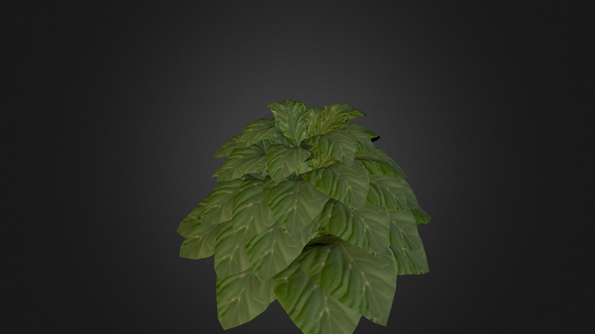 A tobacco plant asset, made for a virtual recreation of a historical museum site 3d model