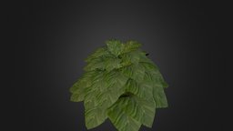 Tobaco Planet green, virtual, plant, shrub, tobacco, saau, lawson, maya, leaves, environment