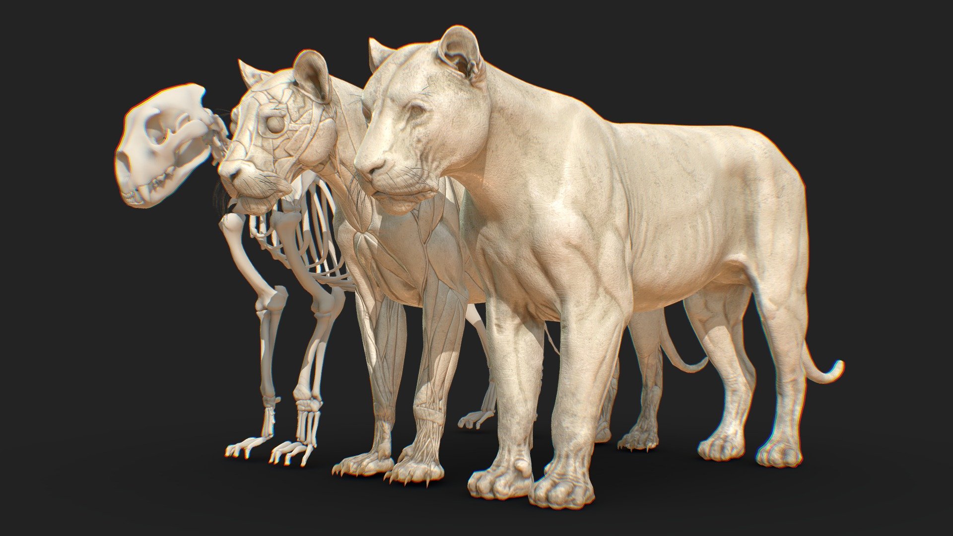 ANIMAL - LION ANATOMY SKIN ECORCHE (Included High Poly)

General:


This Bundle included 1 lion skin and 1 lion acorche with eyes
This model was created for easy study animal lion anatomy
Good Topology
Baked map and textures in 4096x4096 resolutions.

Included High Poly



Scene Unit: cm


Height: 108 cm
Length: 203 cm

Files Included:

Scenes.rar


LionAnatomy.fbx
LionAnatomy.ma
LionAnatomy.max
LionAnatomy.obj
LionAnatomy.mtl
LionAnatomy.blend
LionAnatomy.ztl
LionAnatomyEcorche.stl
LionAnatomySkin.stl

Textures.rar


lion_ecorche_BaseColor.png
lion_ecorche_curvature.png
lion_ecorche_normal_base.png
lion_ecorche_position.png
lion_ecorche_thickness.png

lion_ecorche_world_space_normals.png



lion_skin_BaseColor.png


lion_skin_curvature.png
lion_skin_normal_base.png
lion_skin_position.png
lion_skin_thickness.png
lion_skin_world_space_normals.png
 - Animal Lion Anatomy Skin Ecorche - 3D model by cuteocg 3d model