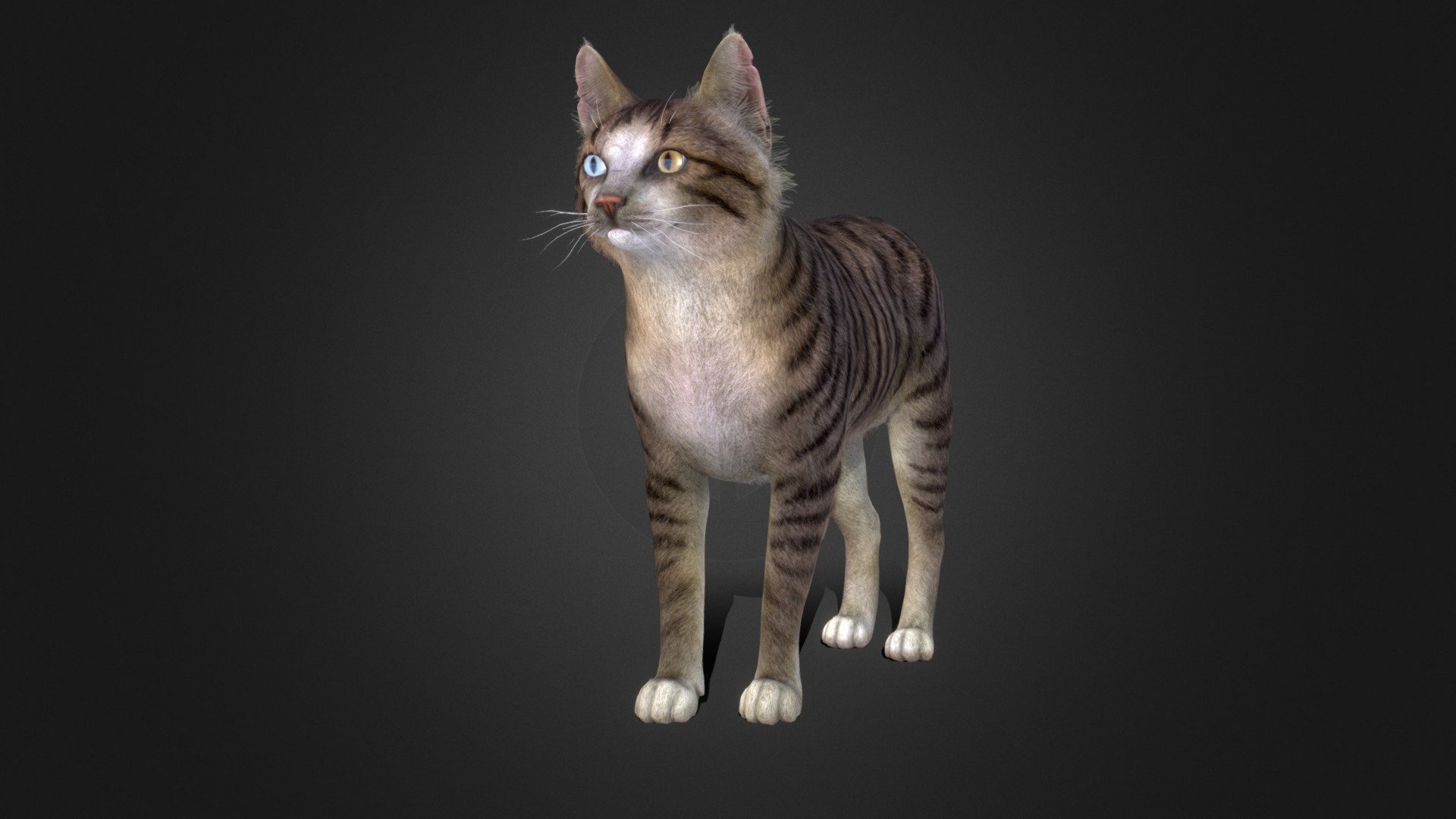 Stray cat model with 100+ IP/PM animations and 5 colors. In the attached archive you will find all files with animations. If you have any questions, please email me 3d model