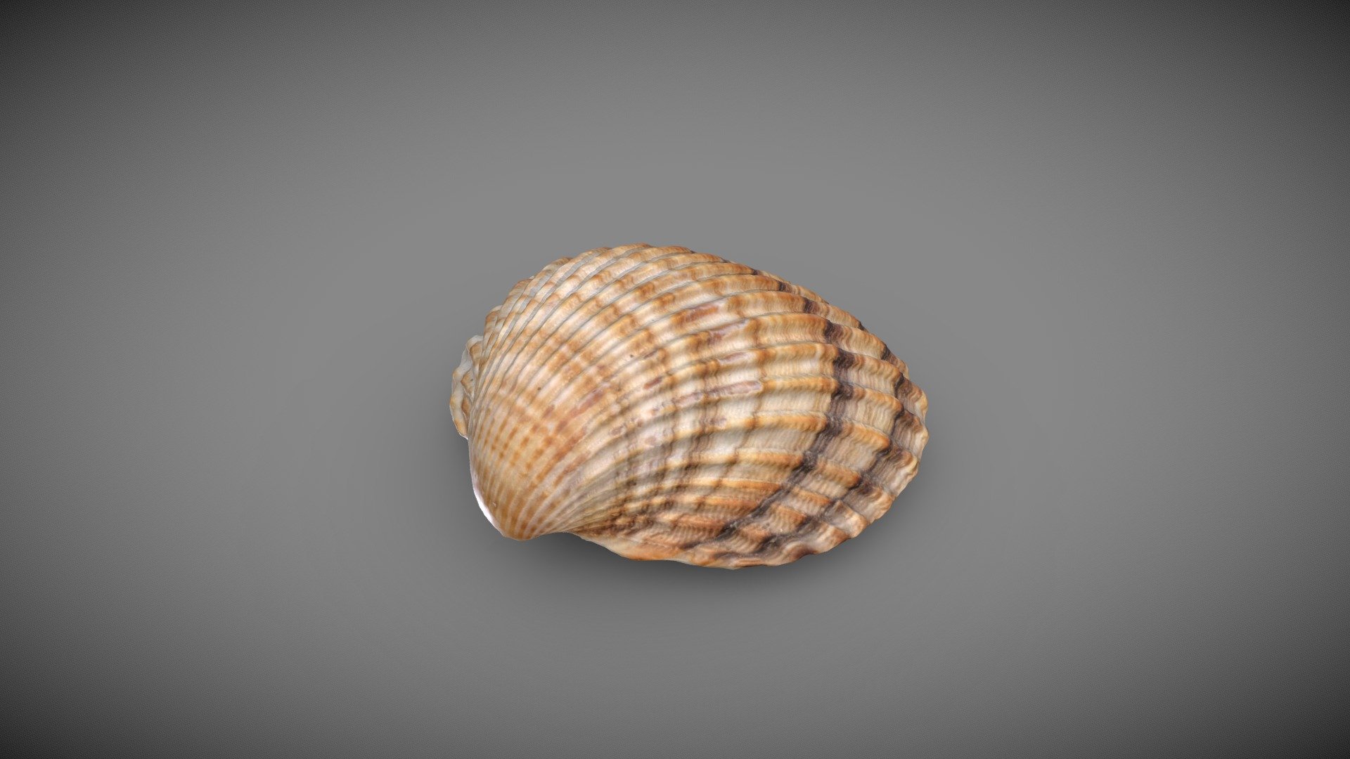Photoscan of a common cockle shell - Shell - Buy Royalty Free 3D model by Eydeet 3d model