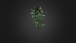 Pedunculate Oak (Quercus Robur) 2.4m tree, plant, forest, vray, oak, obj, park, leaf, foliage, fbx, bark, nature, mental, corona, deciduous, quercus, pedunculate, robur, maya, cinema4d