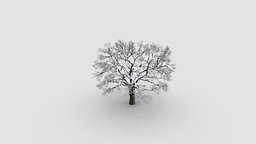 oak tree tree, plant, winter, oak, key, snow, 032, am100