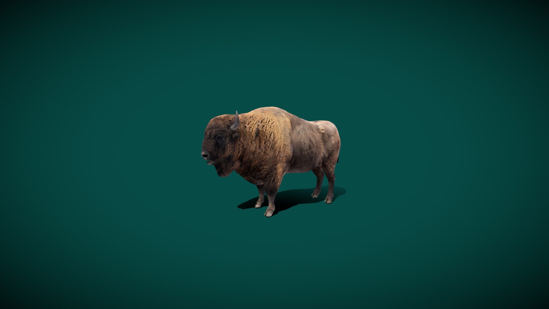 European_Bison (Wood Bison ) Wisent
*Bison bonasus Animal Mammal (  zubr)  European Buffalo 

1 Draw Calls

Lowpoly

Game Ready Asset

Subdivision Surface Ready

Single Animations

4K PBR Textures  Materials 

Unreal FBX (Unreal 4,5 Plus)

Unity FBX  

Blend File 3.6.5 LTS

USDZ File (AR Ready). Real Scale Dimension (Xcode ,Reality Composer Ready)

Textures Files

GLB File (Unreal 5.1  Plus Native Support)


Gltf File ( Spark AR, Lens Studio(SnapChat) , Effector(Tiktok) , Spline, Play Canvas,Omiverse ) Compatible




Triangles : 9791



Vertices  : 4924

Faces     : 5010

Edges     : 9932

Diffuse, Metallic, Roughness , Normal Map ,Specular Map,AO

The European bison or the European wood bison, also known as the wisent, the zubr, or sometimes colloquially as the European buffalo, is a European species of bison. It is one of two extant species of bison, alongside the American bison 3d model