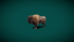 European Bison Male (Lowpoly) animals, creatures, wild, mammal, nature, bison, game-ready, wildlife, zubr, lowpoly, nyilonelycompany, wisent, noai, eukaryota, european-bison, european_bison_male, european_wood_bison, wood-bison, european-buffalo, bonasus