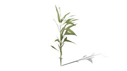 Leafy Grass plant, grass, switch, weed, foliage, cane, leafy