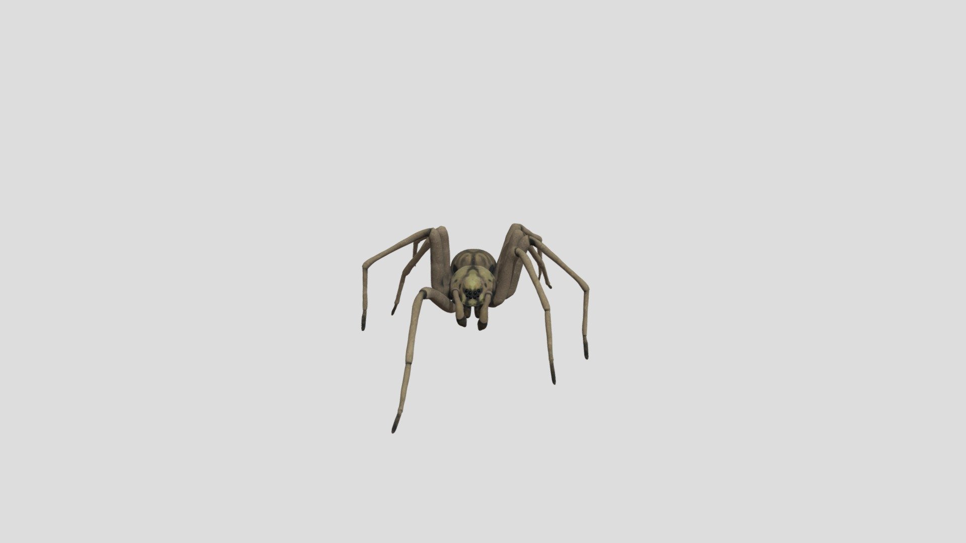A game ready spider I made as some rigging practice in blender.
Modelled in zbrush, coloured in substance painter, rigged and animated in blender
He's available for download from CG trader with a few animations and the original blender files - Follow the linktree on my Sketchfab profile or google Laughing Skull Models - Spider! - 3D model by laughingskullmodels 3d model