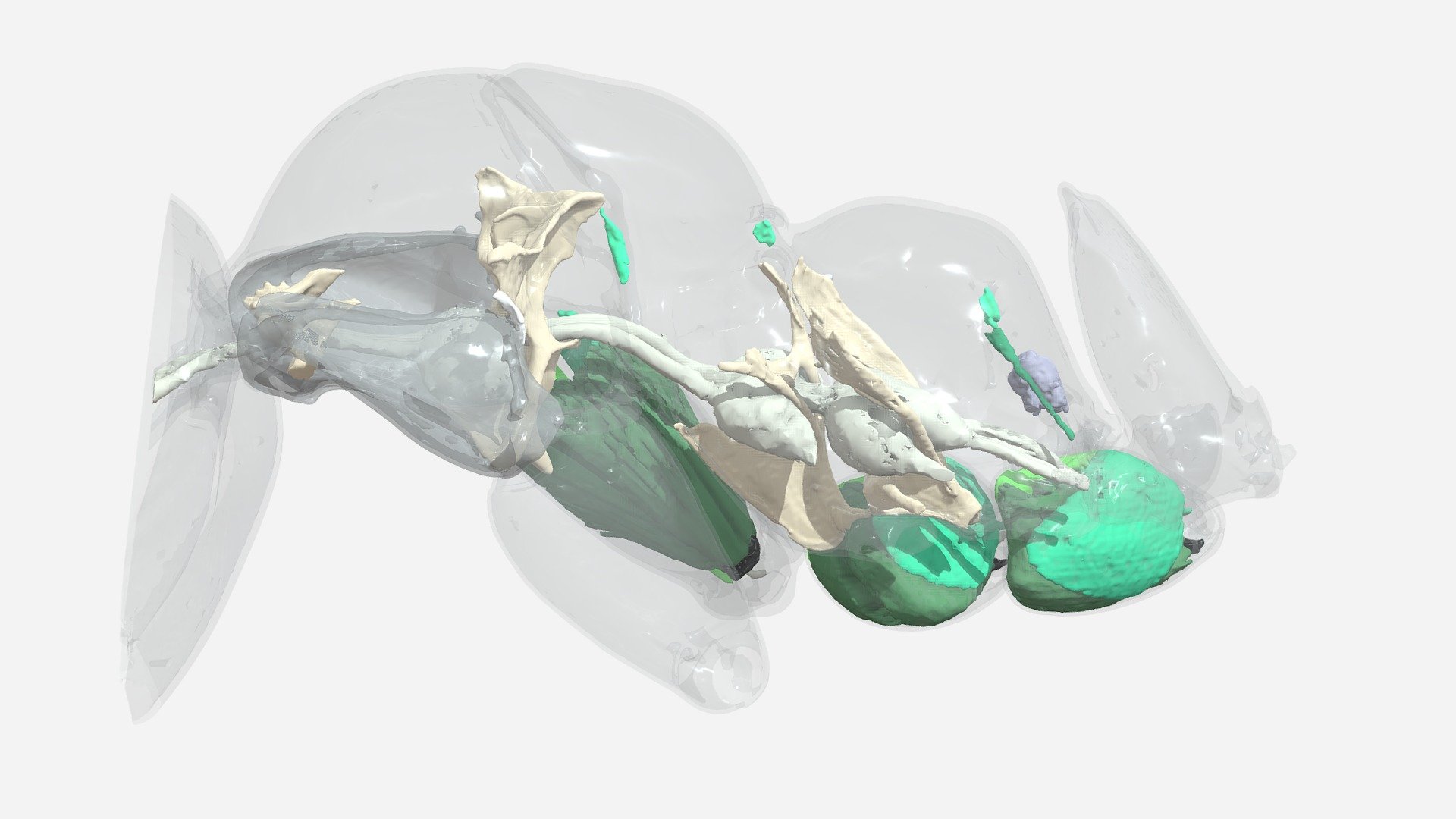 3D model of the mesosomal skeletomuscular system of Formica rufa published in: https://doi.org/10.1093/isd/ixac002.
Coxo-trochanetral muscles, spiracular muscles and endoskeletal structures are illustrated and annotated.   The specimen is located at Okinawa Institute of Science and Technology, Japan: CASENT0741323. Raw data available from: https://doi.org/10.5061/dryad.pnvx0k6nw Okinawa Institute of Science and Technology Graduate University - Model 2 - 3D model by Economolab (@arilab) 3d model