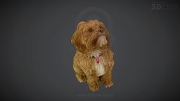 Franckie 1 (raw photogrammetry scan) dog, 3d-model, puppy-dog, photogrammetry, 3dscan